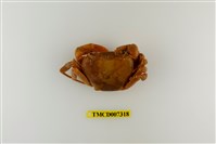 藏品(拉氏清溪蟹)的圖片